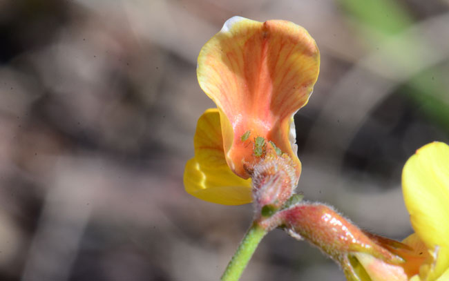 Lotus wrightii, Red and Yellow Pea, Southwest Desert Flora